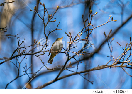 木の枝にとまってあたりの様子を伺っているセンダイムシクイ 116168685