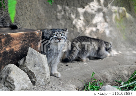 神戸どうぶつ王国『マヌルネコ』の子供たち 116168687