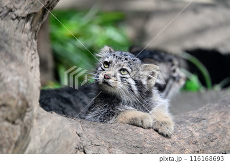 神戸どうぶつ王国『マヌルネコ』の子供たち 神戸どうぶつ王国『マヌルネコ』の子供たち 116168693