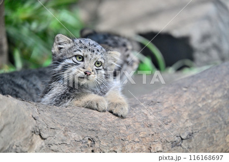 神戸どうぶつ王国『マヌルネコ』の子供たち 116168697