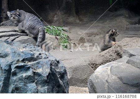 神戸どうぶつ王国『マヌルネコ』の子供たち 116168708