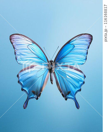 羽を広げた青い蝶 背景ブルーのイラスト素材 [116168817] - PIXTA