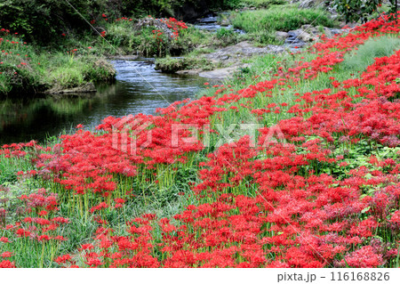 河辺に咲いた彼岸花 116168826
