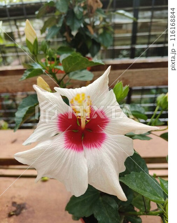 beautiful pink rose flower in tropical garden 116168844