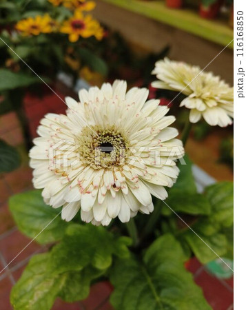 white gerbera flower in the garden white gerbera flower in the garden 116168850