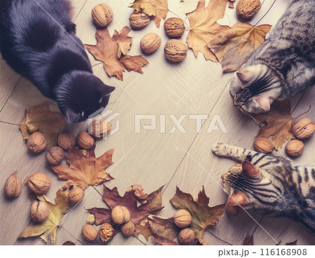 猫と落ち葉と木の実の秋のフレームのイラスト素材 [116168908] - PIXTA