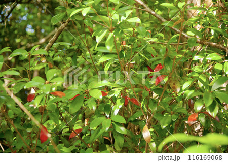 下の葉が赤くなった森の中の樹木 116169068