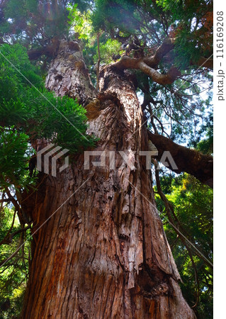 万松院の大杉 万松院の大杉 116169208