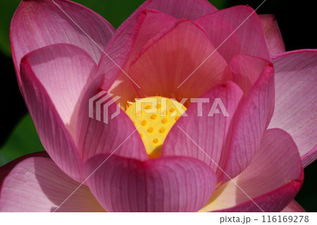 蓮の花にピントを合わせて 蓮の花にピントを合わせて 116169278