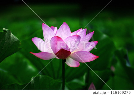 蓮の花、清浄なる花 蓮の花、清浄なる花 116169279