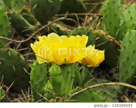 ウチワサボテンの黄色い花 116169285