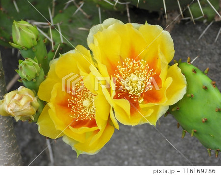 ウチワサボテンの黄色い花クローズアップ 116169286