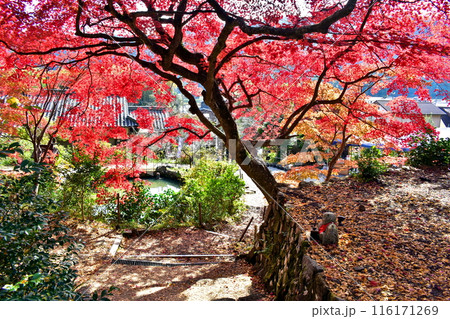 紅葉 秋 大國寺 兵庫 紅葉 秋 大國寺 兵庫 116171269