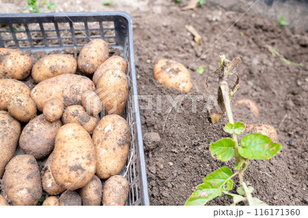 収穫されカゴに集積されたジャガイモたちとこれから収穫されるジャガイモたち 116171360