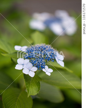 おだやかな日の紫陽花の花 116171570