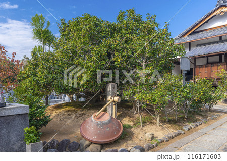 大徳寺塔頭　総見院　侘助椿 116171603