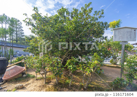 大徳寺塔頭　総見院　侘助椿 116171604