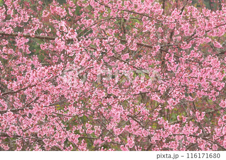 Phaya suae flower Phaya suae flower 116171680