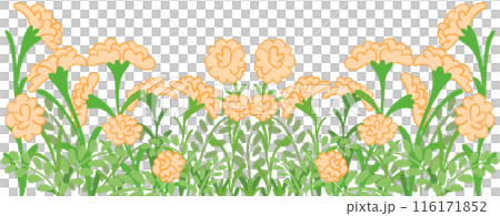 row of orange row of orange 116171852