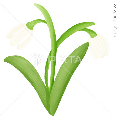 White snowdrop flower 116172122