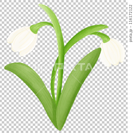 White snowdrop flower 116172122