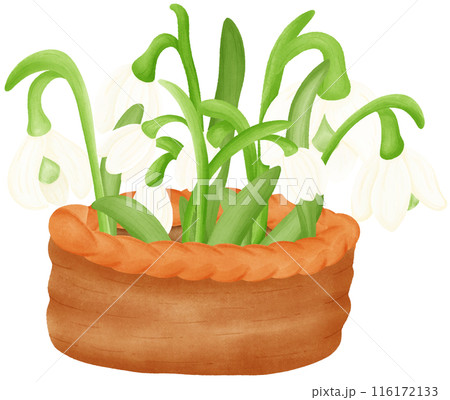 White snowdrop flower 116172133