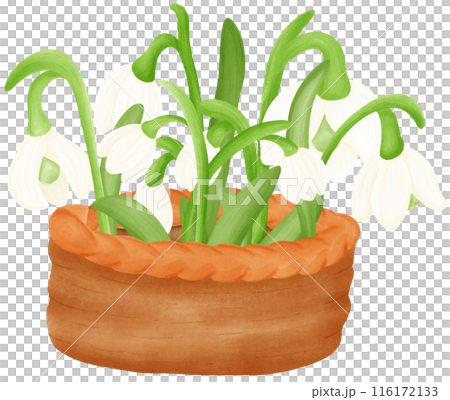 White snowdrop flower 116172133