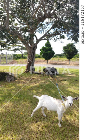 多良間空港の子ヤギ 116172157