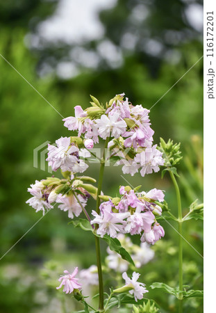 サボンソウ 116172201