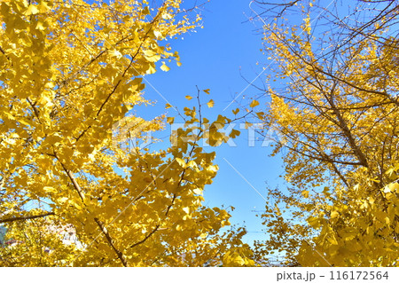 太原のイチョウ 福岡 銀杏 秋 太原のイチョウ 福岡 銀杏 秋 116172564