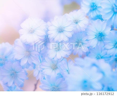 たくさんの青い花 116172912