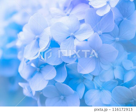 紫陽花のクローズアップ 116172913