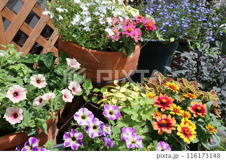 夏の花で囲まれた家 夏の花で囲まれた家 116173148