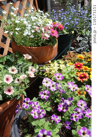カラフルな夏の花の寄せ植え＆寄せ鉢 116173151