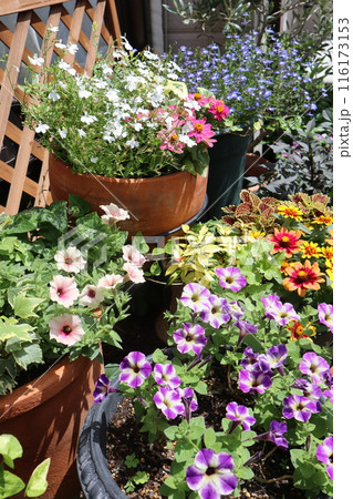 夏の花の寄せ植え＆寄せ鉢 116173153
