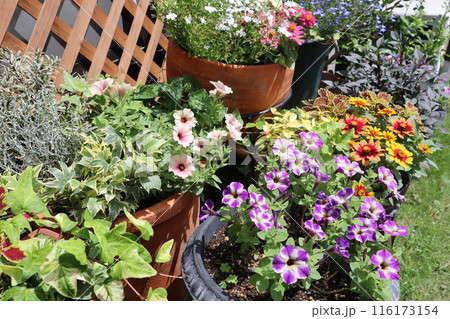 夏の花の寄せ植え＆寄せ鉢 116173154