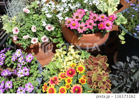 カラフルな花の寄せ植え＆寄せ鉢 116173162