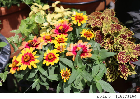 カラフルな花ジニアの寄せ植え カラフルな花ジニアの寄せ植え 116173164