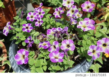 ユニークな花模様のサフィニア ユニークな花模様のサフィニア 116173165