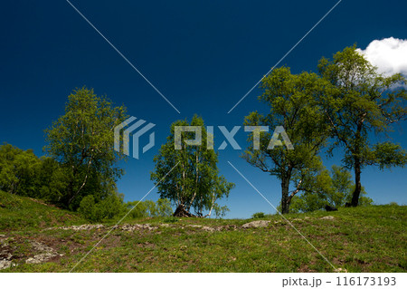 Green hillside with scattered trees and blue sky. 116173193