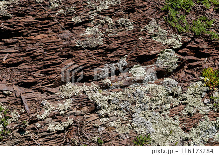 Detailed view lichen on tree bark in woodland setting. Detailed view lichen on tree bark in woodland setting. 116173284