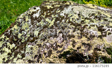 Moss and lichen-covered rock in grassy meadow. Moss and lichen-covered rock in grassy meadow. 116173285