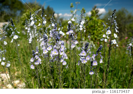 Purple and white wildflowers in meadow. 116173437