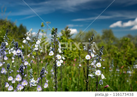 Field of blooming wildflowers Field of blooming wildflowers 116173438