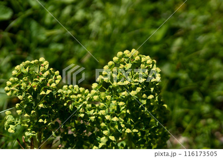Green flowering plant with numerous tiny blooms 116173505