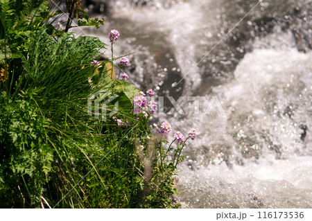 Purple wildflowers by rushing stream in sunlight. 116173536