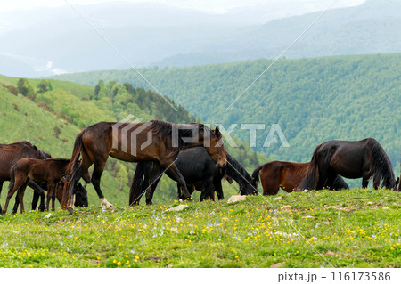Horses grazing in mountainous area with lush green vegetation 116173586