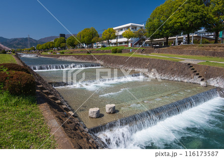 秦野を流れる水無川　春の陽気 116173587
