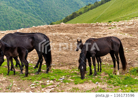 Group horses, including foal, grazing on rocky terrain Group horses, including foal, grazing on rocky terrain 116173596
