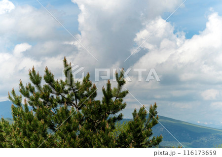 Pine tree with cloudy sky background. 116173659